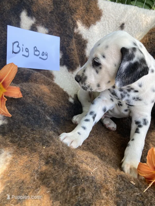 Big Boy AKC Reg. – Dalmatian puppy for sale in Darlington, SC