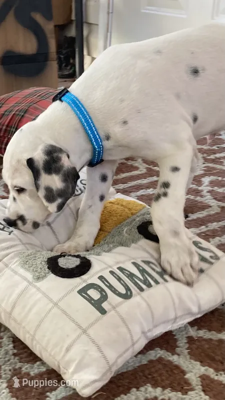 Button AKC reg. – Dalmatian puppy for sale in Darlington, SC