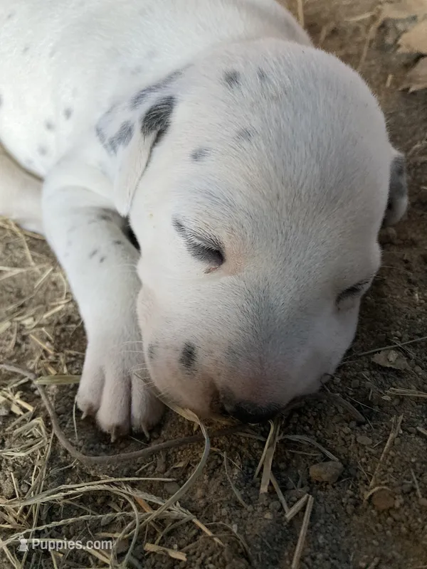 Rex – Dalmatian puppy for sale in Darlington, SC