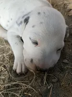 Rex, a male Dalmatian for sale in Darlington, SC – 1 of 4
