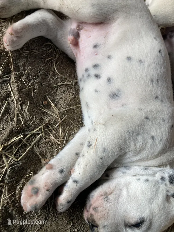 Pretty boy jr – Dalmatian puppy for sale in Darlington, SC