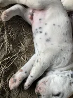 Pretty boy jr, a male Dalmatian for sale in Darlington, SC – 1 of 5