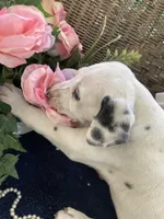 Ringo, a male Dalmatian for sale in Darlington, SC – 5 of 10