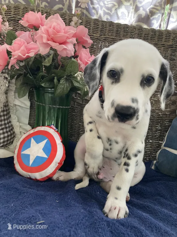 Pretty boy jr AKC Reg – Dalmatian puppy for sale in Darlington, SC