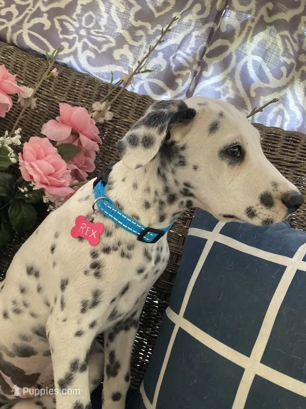Rex AKC.Reg. – Dalmatian puppy for sale in Darlington, SC