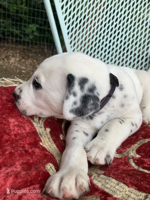 Pretty boy jr – Dalmatian puppy for sale in Darlington, SC