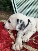 Pretty boy jr AKC Reg, a male Dalmatian for sale in Darlington, SC – 2 of 7