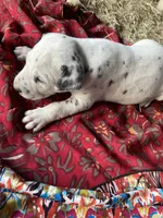 Big Boy, a male Dalmatian for sale in Darlington, SC – 2 of 3