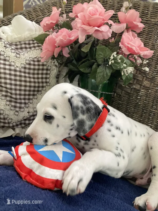Rex AKC.Reg. – Dalmatian puppy for sale in Darlington, SC