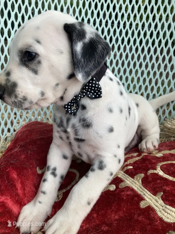 Big Boy – Dalmatian puppy for sale in Darlington, SC