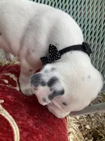 Button AKC reg., a male Dalmatian for sale in Darlington, SC – 3 of 8