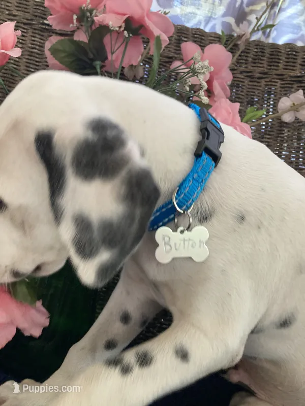 Button AKC reg. – Dalmatian puppy for sale in Darlington, SC