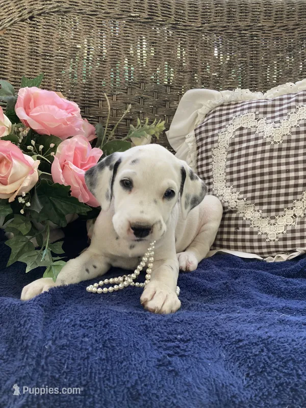 Button AKC reg. – Dalmatian puppy for sale in Darlington, SC