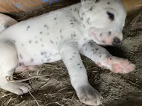 Rex, a male Dalmatian for sale in Darlington, SC – 4 of 4
