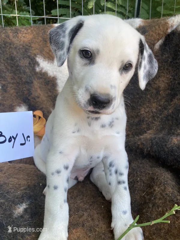 Pretty boy jr AKC Reg – Dalmatian puppy for sale in Darlington, SC