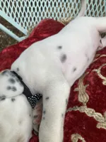Button AKC reg., a male Dalmatian for sale in Darlington, SC – 4 of 8