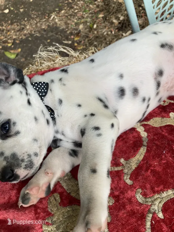 Big Boy AKC Reg. – Dalmatian puppy for sale in Darlington, SC
