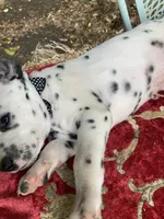 Big Boy AKC Reg., a male Dalmatian for sale in Darlington, SC – 3 of 7