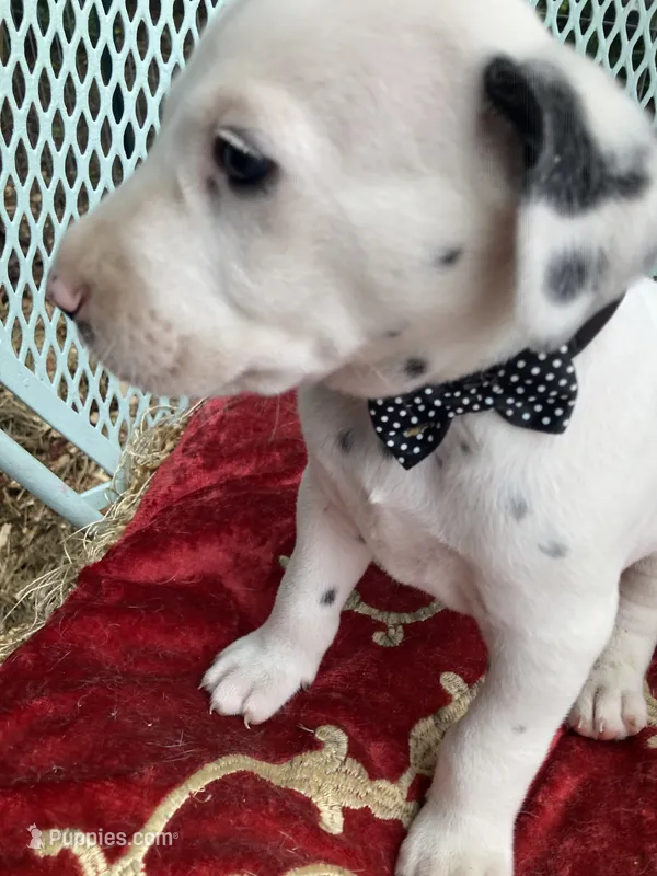 Ringo AKC reg. – Dalmatian puppy for sale in Darlington, SC