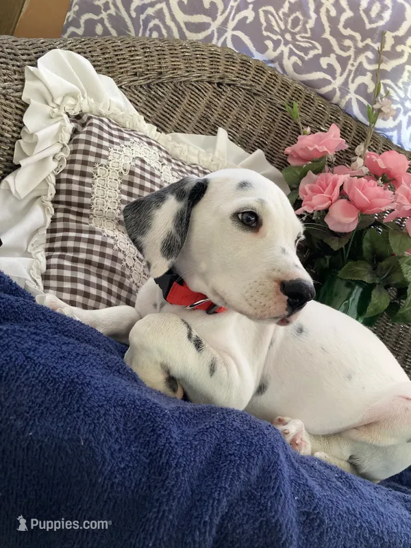 Button AKC reg. – Dalmatian puppy for sale in Darlington, SC