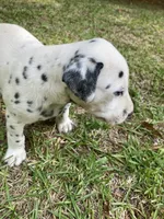 Big Boy AKC Reg., a male Dalmatian for sale in Darlington, SC – 7 of 7