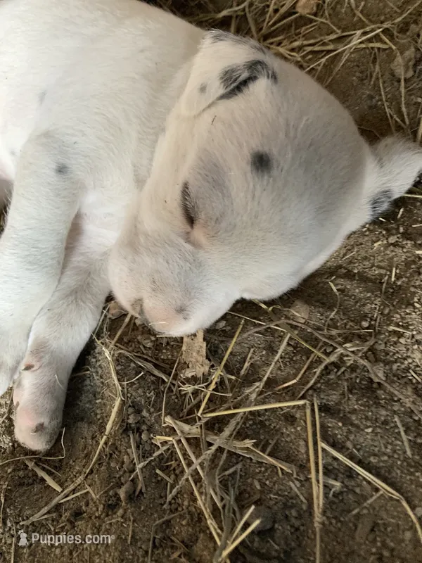 Button – Dalmatian puppy for sale in Darlington, SC
