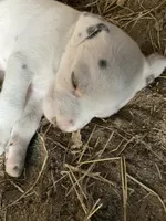 Button, a male Dalmatian for sale in Darlington, SC – 1 of 4