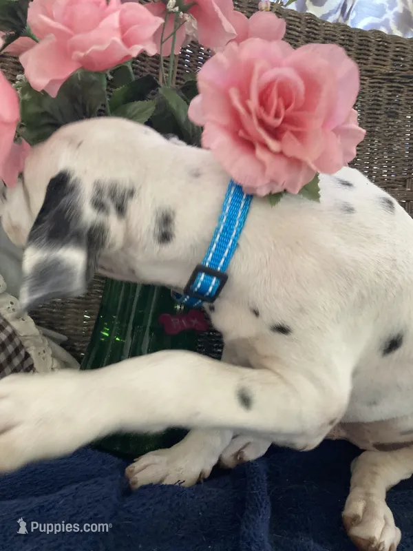 Ringo AKCreg. – Dalmatian puppy for sale in Darlington, SC