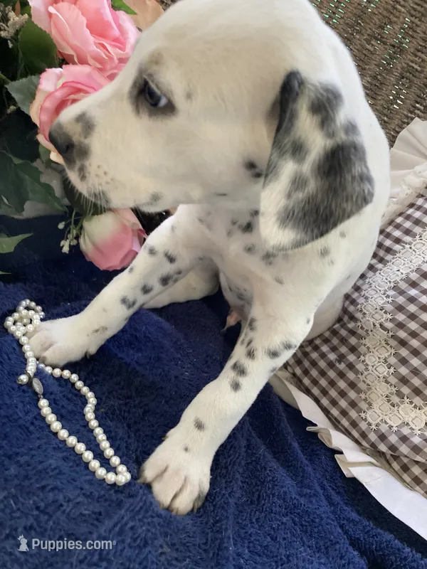 Pretty boy jr AKC Reg – Dalmatian puppy for sale in Darlington, SC