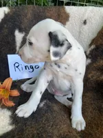 Ringo, a male Dalmatian for sale in Darlington, SC – 9 of 10