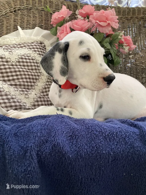 Button AKC reg. – Dalmatian puppy for sale in Darlington, SC