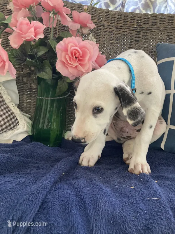 Ringo AKCreg. – Dalmatian puppy for sale in Darlington, SC