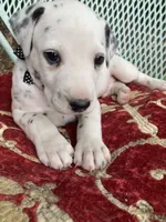 Rex AKC.Reg., a male Dalmatian for sale in Darlington, SC – 4 of 6