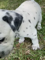 Big Boy AKC Reg., a male Dalmatian for sale in Darlington, SC – 6 of 7