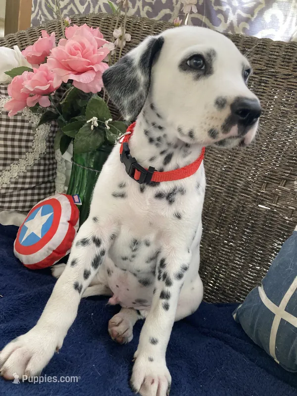 Pretty boy jr AKC Reg – Dalmatian puppy for sale in Darlington, SC