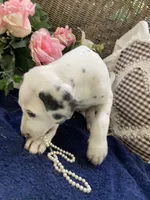 Ringo, a male Dalmatian for sale in Darlington, SC – 6 of 10