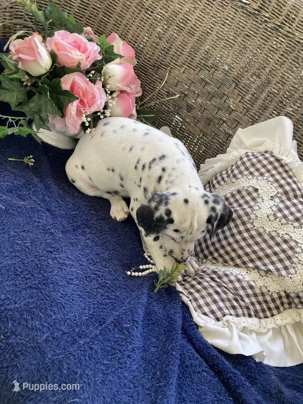 Big Boy AKC Reg. – Dalmatian puppy on hold in Darlington, SC