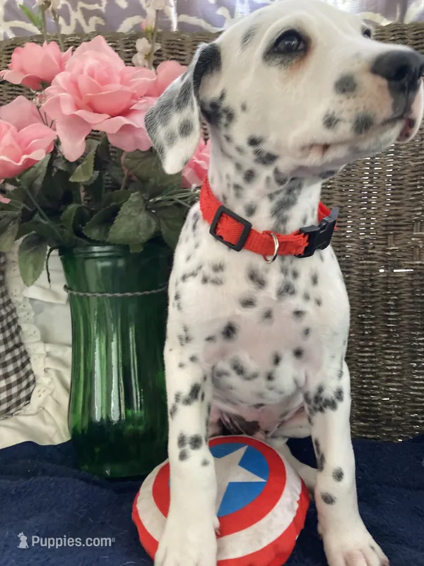 Rex AKC.Reg. – Dalmatian puppy for sale in Darlington, SC