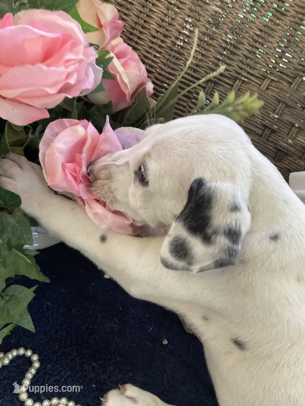 Ringo AKC reg. – Dalmatian puppy for sale in Darlington, SC