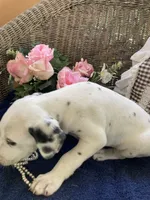 Ringo, a male Dalmatian for sale in Darlington, SC – 7 of 10