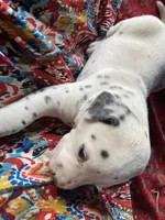 Big Boy, a male Dalmatian for sale in Darlington, SC – 3 of 3