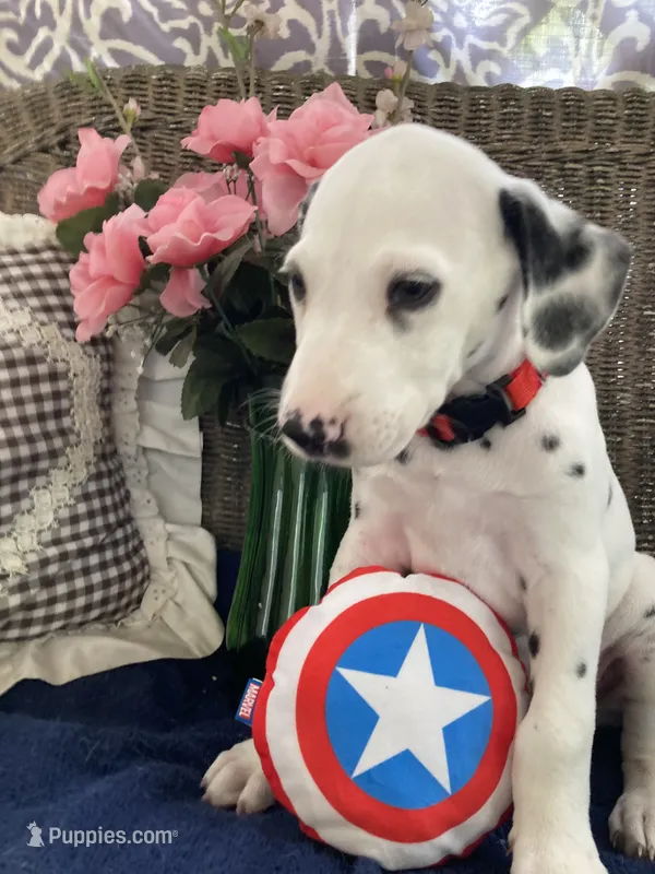 Ringo AKC reg. – Dalmatian puppy for sale in Darlington, SC