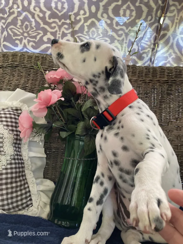Rex AKC.Reg. – Dalmatian puppy for sale in Darlington, SC