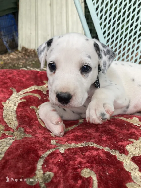 Rex – Dalmatian puppy for sale in Darlington, SC