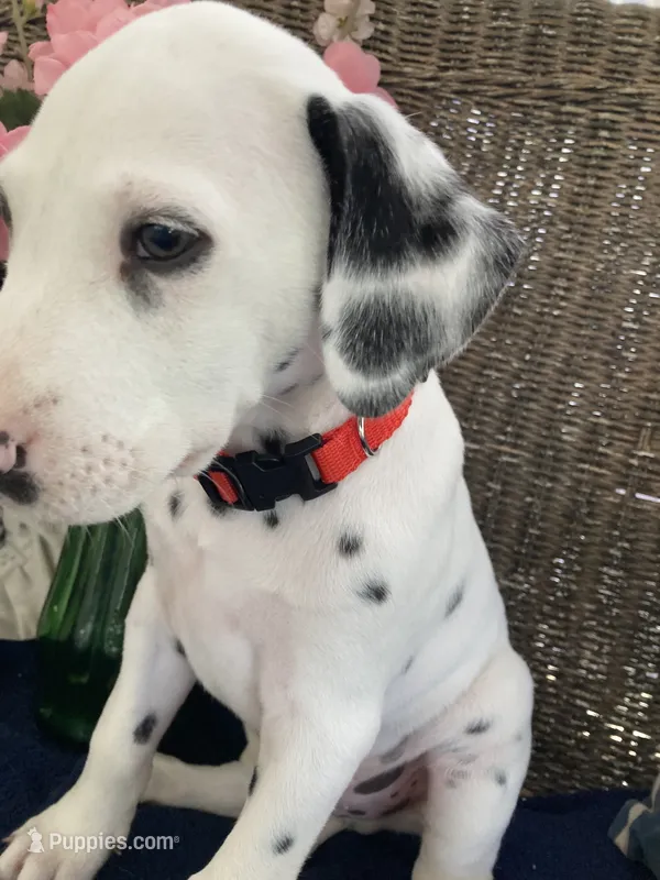 Ringo AKC reg. – Dalmatian puppy for sale in Darlington, SC