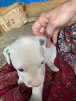 Ringo AKC reg., a male Dalmatian for sale in Darlington, SC – 2 of 3