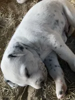 Pretty boy jr, a male Dalmatian for sale in Darlington, SC – 4 of 5