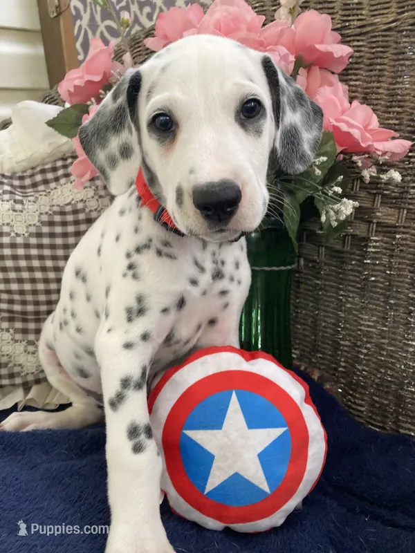Rex AKC.Reg. – Dalmatian puppy for sale in Darlington, SC