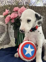 Ringo, a male Dalmatian for sale in Darlington, SC – 3 of 10