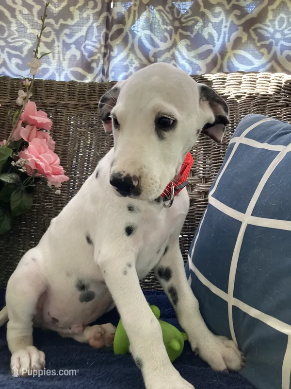 Ringo AKCreg. – Dalmatian puppy for sale in Darlington, SC